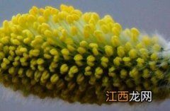 黄花槐 黄花柳