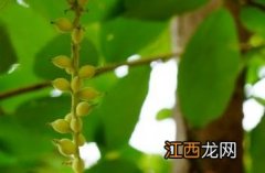 山白树果实 山白树