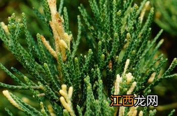 洒金柏图片 洒金柏