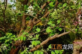 白丁香阅读理解 白丁香