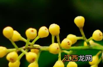 米仔兰 米仔兰的寓意和象征风水