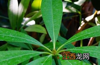 糖胶树 糖胶树果实