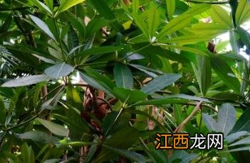 糖胶树 糖胶树果实