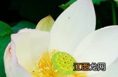 白湘莲 白湘莲是什么