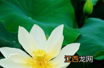 黄舞妃花语是啥? 黄舞妃