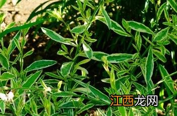 花叶山桃草 花叶山桃草热情彩虹