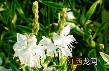 花叶山桃草 花叶山桃草热情彩虹