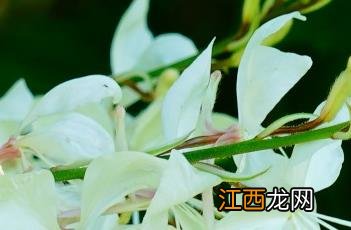 花叶山桃草 花叶山桃草热情彩虹