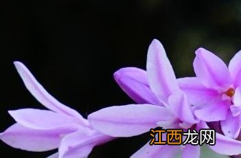 花叶紫娇花 花叶紫娇花属于灌木吗