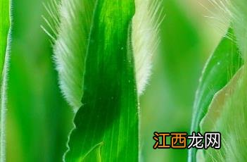 兔尾草 兔尾草什么时候播种