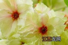 郁金樱花 郁金樱