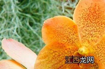 万代兰 万代兰怎么种植及养护要点