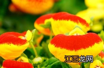 蒲包花 达尔文蒲包花