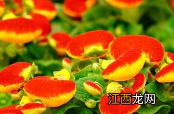 蒲包花 达尔文蒲包花