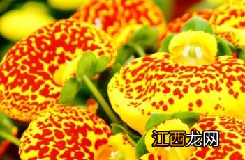 蒲包花 达尔文蒲包花