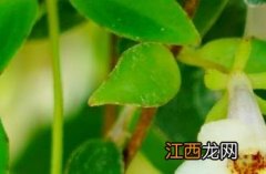 玉唇花柳叶吊兰 玉唇花