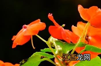 非洲凤仙花图片 非洲凤仙花