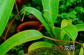 马桶猪笼草 马桶猪笼草图片