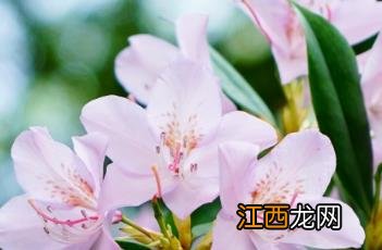 杜鹃花冬季怎么养 杜鹃