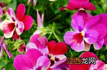 三色堇的养殖方法和注意事项 三色堇