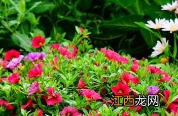 百万小铃怎么修剪 百万小铃