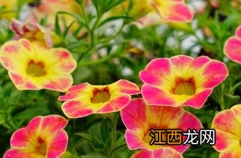 百万小铃怎么修剪 百万小铃