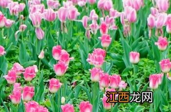 郁金香 郁金香花语