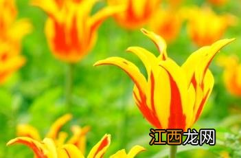 郁金香 郁金香花语