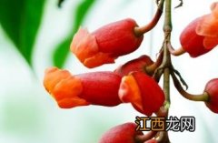 红花山牵牛 红花山牵牛属于国家几级保护植物