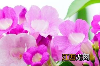 蒜香藤 蒜香藤一年开几次花