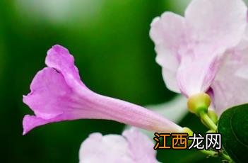 蒜香藤 蒜香藤一年开几次花