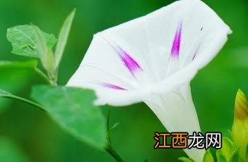 圆叶牵牛花 圆叶牵牛