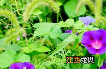 圆叶牵牛花 圆叶牵牛