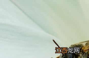 圆叶牵牛花 圆叶牵牛