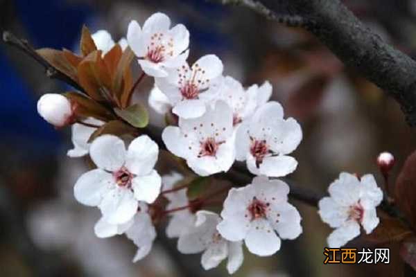 樱花什么季节开，盛开时间是几月份 樱花什么时候季节盛开