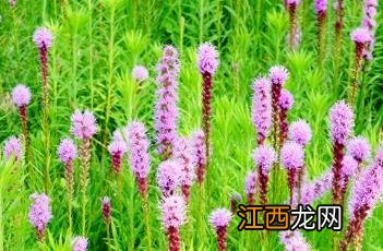 蛇鞭菊 蛇鞭菊花期