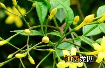 探春花图片 探春花