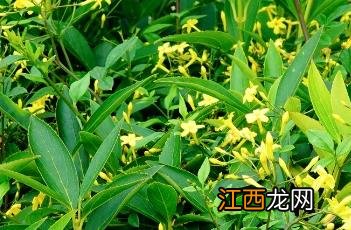 探春花图片 探春花