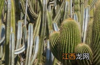 大凤龙 大凤龙仙人柱养在家里好不好