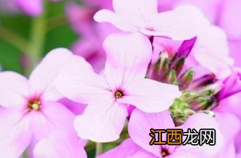 北香花芥 北香花芥图片