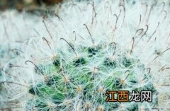 高砂智惠 高砂