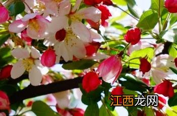 多花海棠如何繁殖 多花海棠