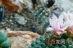 绯花玉 绯花玉几月份开花