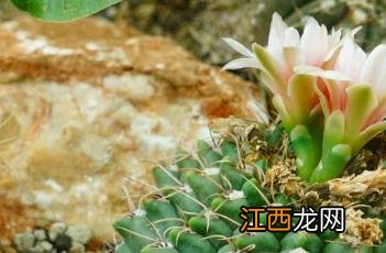 绯花玉 绯花玉几月份开花