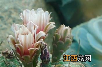 光琳玉仙人球开花 光琳玉