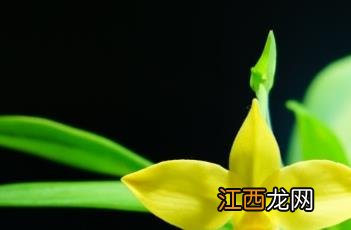 暗红美洲兜兰黄花