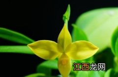 暗红美洲兜兰黄花