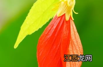 悬铃花 悬铃花的养殖方法和注意事项