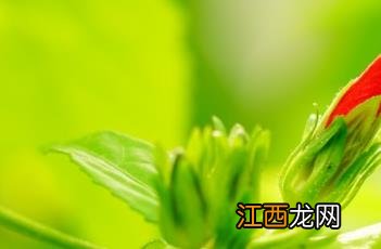 悬铃花 悬铃花的养殖方法和注意事项