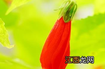 悬铃花 悬铃花的养殖方法和注意事项